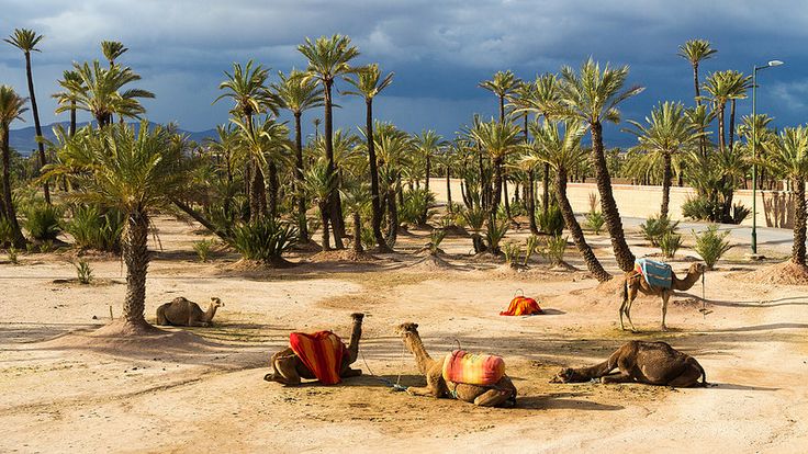 PALMERAIE DE MARRAKECH